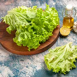 lechuga