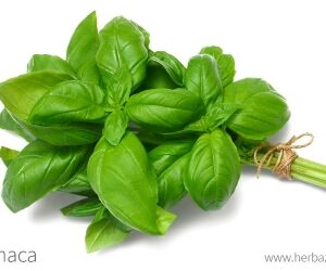 Albahaca