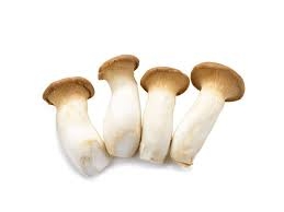 Boletus