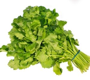 Cilantro