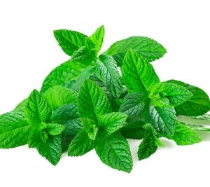 Hierbabuena