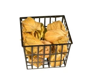 Physalis
