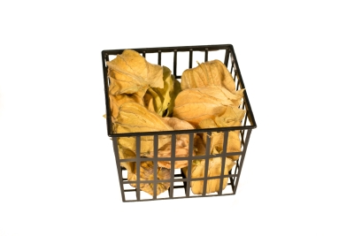 Physalis