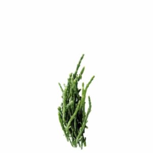 Salicornia