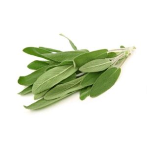 Salvia